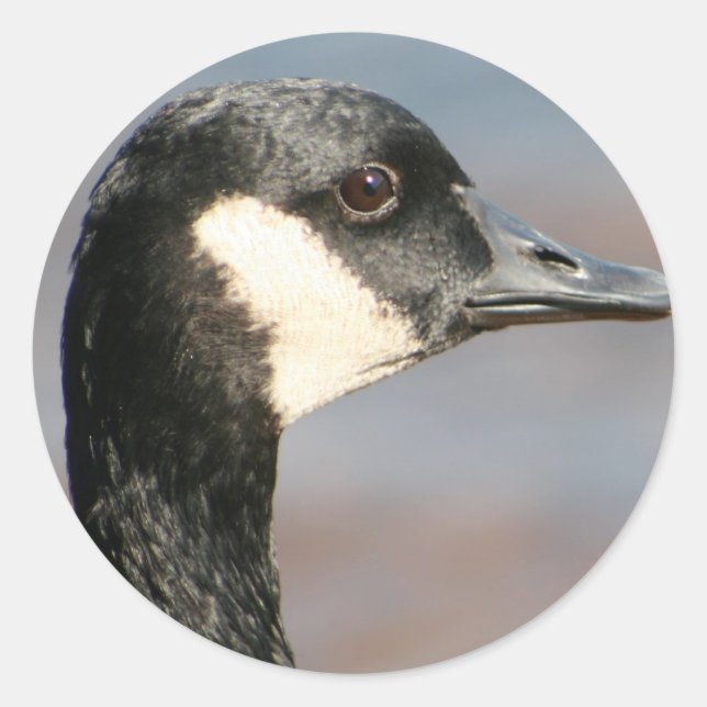Adesivo Goose Closeup (Frente)
