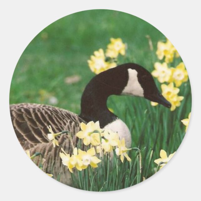 ADESIVO GOOSE COM DAFFODILS (Frente)