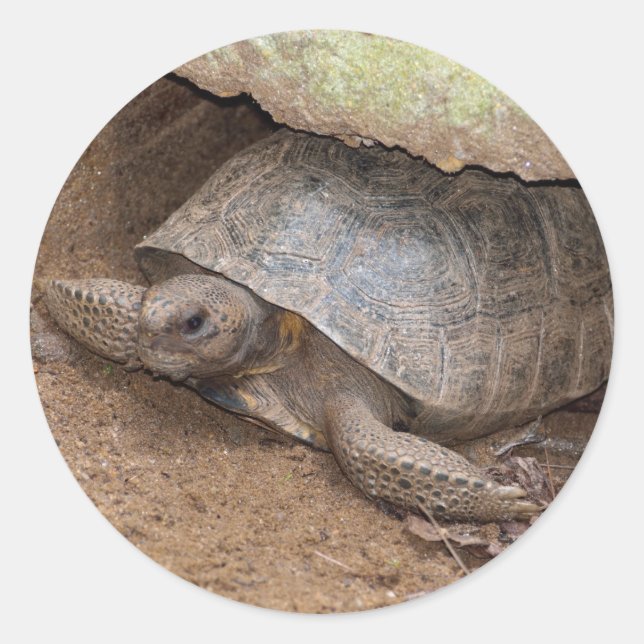 Adesivo Gopher Turtle (Frente)