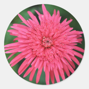 Adesivo Gorgeous Coral Red Flower Weding Favor Sticker