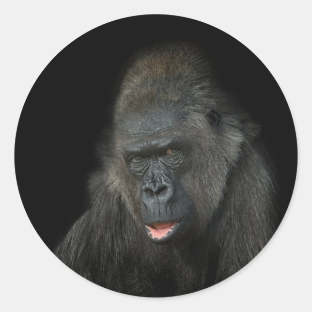 Adesivo Gorilla Biddy (Frente)