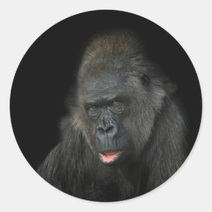 Adesivo Gorilla Biddy