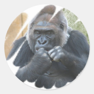 Adesivo Gorilla Primate Stickers