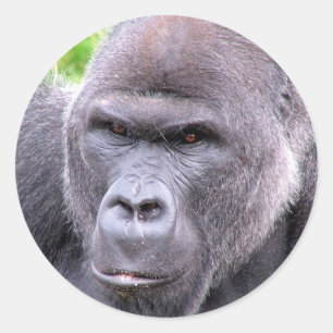 Adesivo Gorilla Sticker