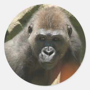Adesivo Gorilla Stickers