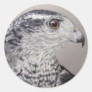 Adesivo Goshawk do norte
