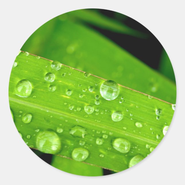 Adesivo gota d'água nas folhas (Frente)