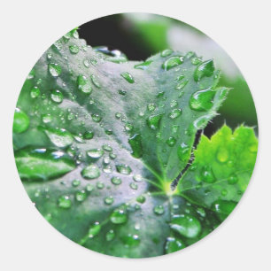 Adesivo Gotas das gotas de água do orvalho