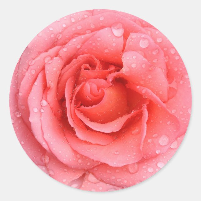 Adesivo Gotas de Água de Rosa Vermelha Romântica (Frente)