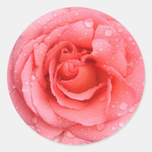 Adesivo Gotas Românticas de Água Rosa Rosa Rosa Vermelha