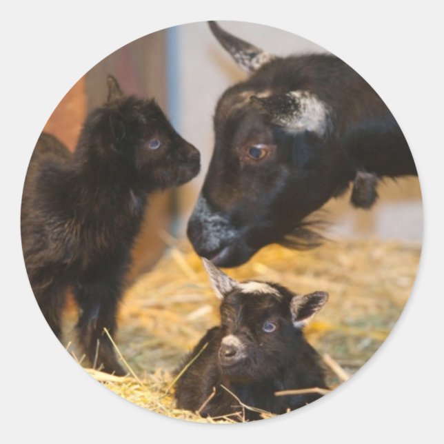 Adesivo Goties (Frente)