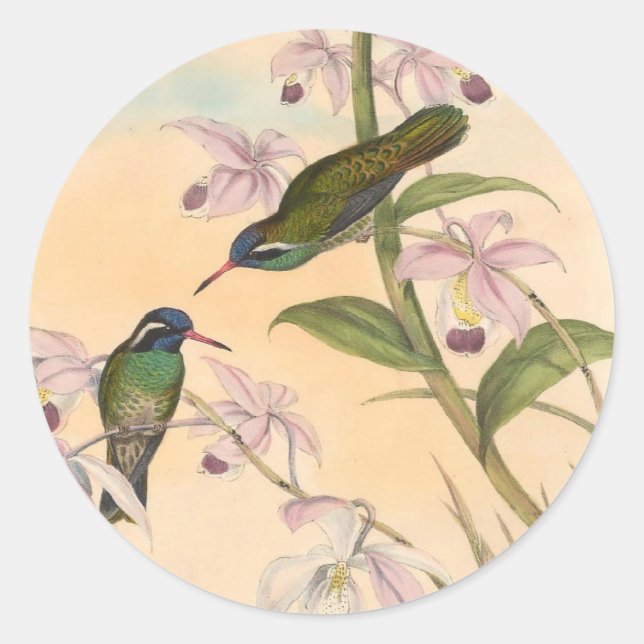 Adesivo Gould Hummingbird e Orchídeos (Frente)