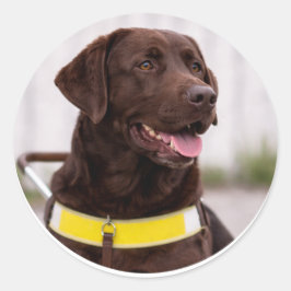 Adesivo Graduação do Cão-Guia Labrador Chocolate