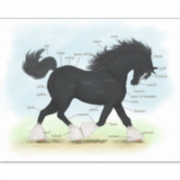 Gráfico de Anatomia da Equina de Cavalo de Areia N