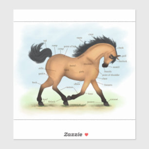 Adesivo Gráfico de Anatomia dos Cavalos Equestres de Cava