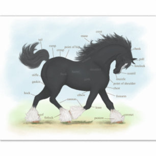 Adesivo Gráfico de Anatomia dos Equinos do Cavalo de Shir