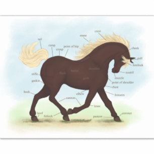 Adesivo Gráfico de Anatomia dos Equinos dos Cavalos das M