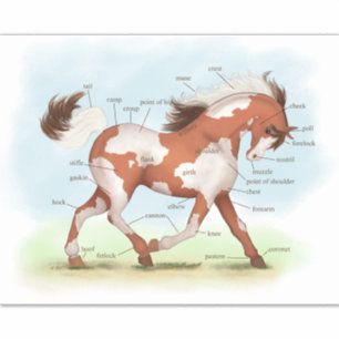 Adesivo Gráfico de Anatomia Educacional dos Equinos Pinto