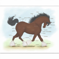 Gráfico de Anatomia Educativa dos Equinos Clydesda