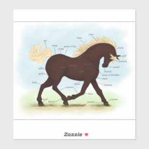 Adesivo Gráfico de Anatomia Equestre de Montanha Rochosa