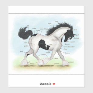 Adesivo Gráfico de Anatomia Equestre Piebalde Cigano