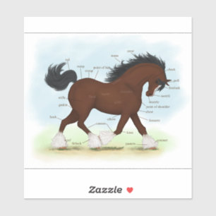 Adesivo Gráfico Educativo de Anatomia do Cavalo Clydesdale