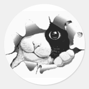 Adesivo Gráfico sneaky curioso bonito do gatinho do gato