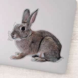 Adesivo Gray Cottontail Rabbit Pet Bunny