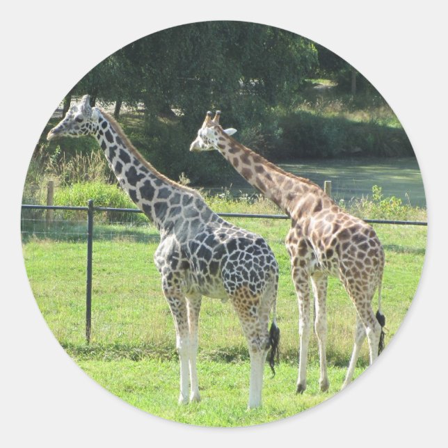 Adesivo Grazing Girafes (Frente)