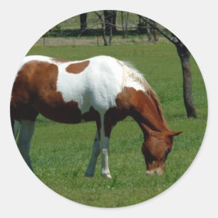 Adesivo Grazing Pinto
