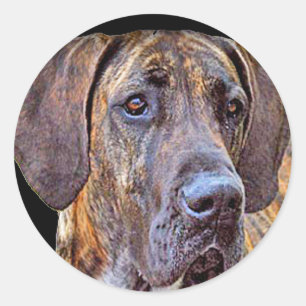 Adesivo "Great dane "