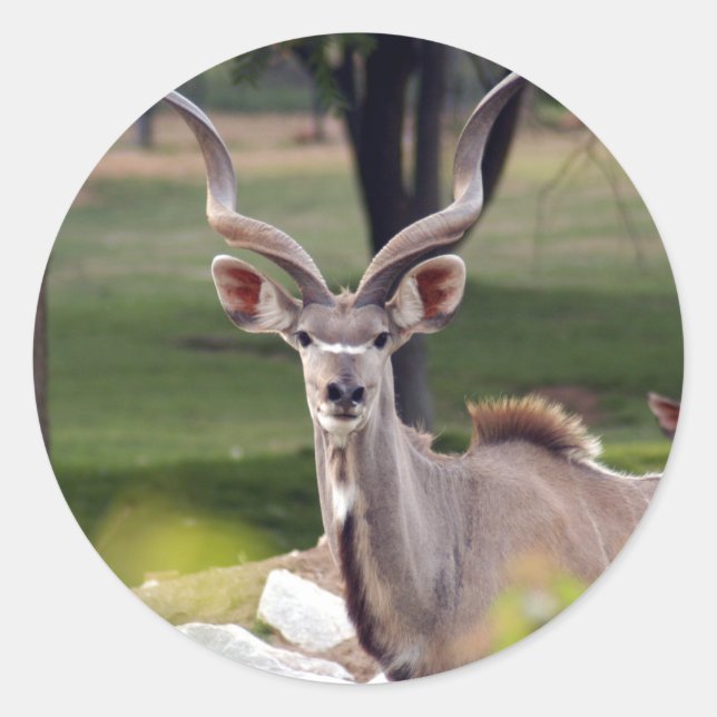 Adesivo greater-kudu-9 (Frente)