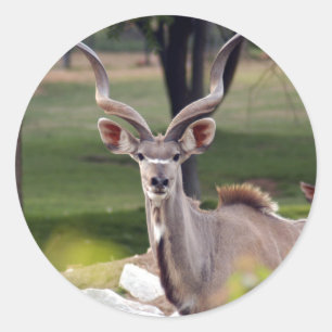 Adesivo greater-kudu-9