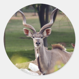 Adesivo greater-kudu-9