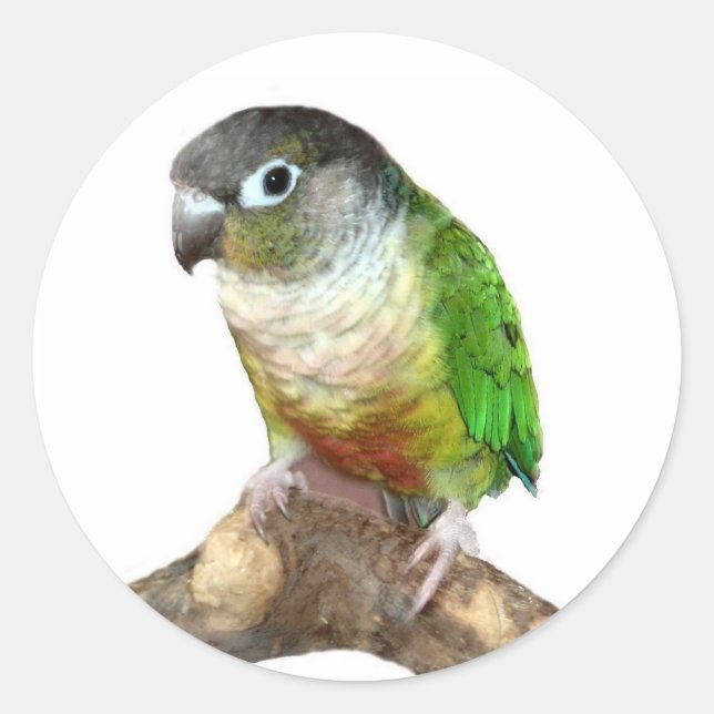 Adesivo Green Cheek Conure (Frente)
