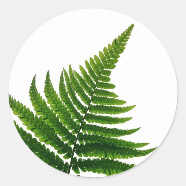 Adesivo Green Fern Print Woodlands Leaf (Frente)