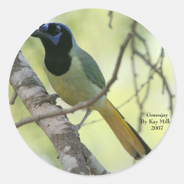 Adesivo GreenjayBy Kay Miller2007 (Frente)