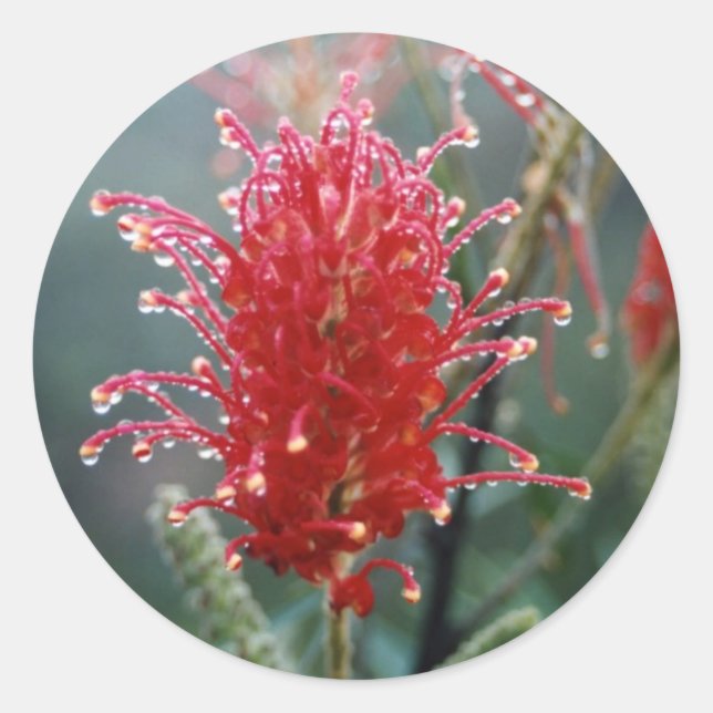 Adesivo Grevillea (Frente)