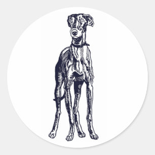Adesivo Greyhound Breed Inglês