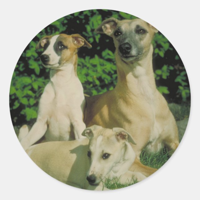 Adesivo Greyhound e Puppies (Frente)