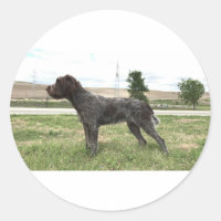 Griffon Sticker Ponteiro