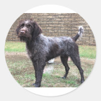 Griffon Sticker Ponteiro
