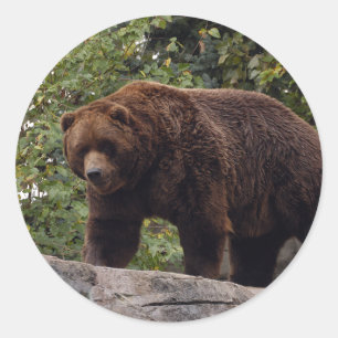 Adesivo grizzly-bear-004