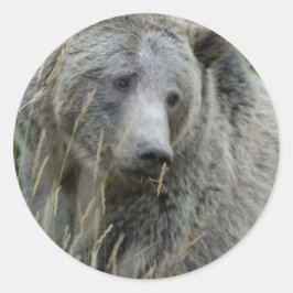 Adesivo Grizzly_Bear_Lovers