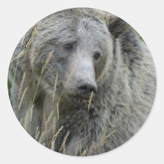 Adesivo Grizzly_Bear_Lovers (Frente)