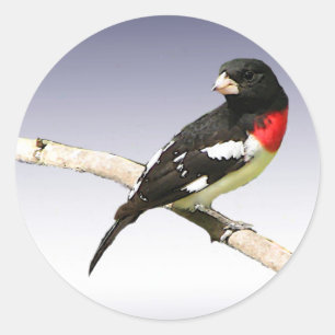 Adesivo Grosbeak de peito rosa