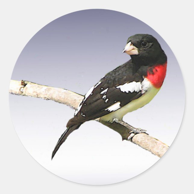 Adesivo Grosbeak de peito rosa (Frente)