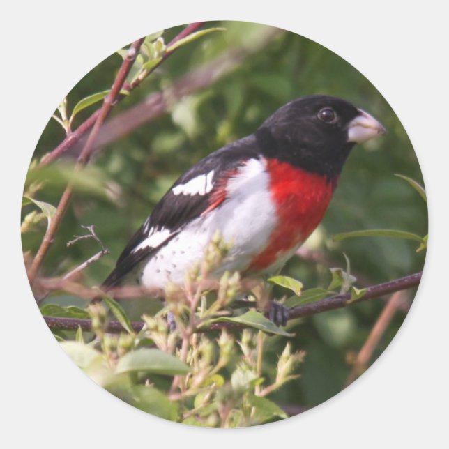 Adesivo Grosbeak de peito rosa (Frente)