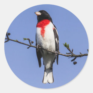 Adesivo Grosbeak do Rosa-breasted
