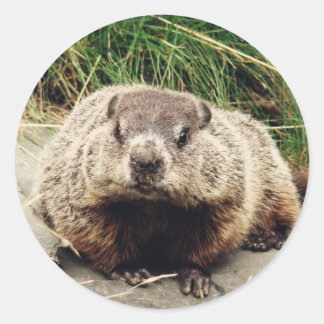 Adesivo Groundhog